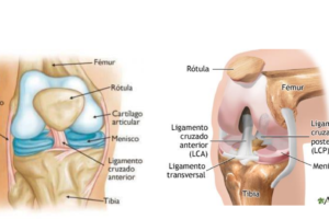 Trauma y ortopedia. Orthoplaya