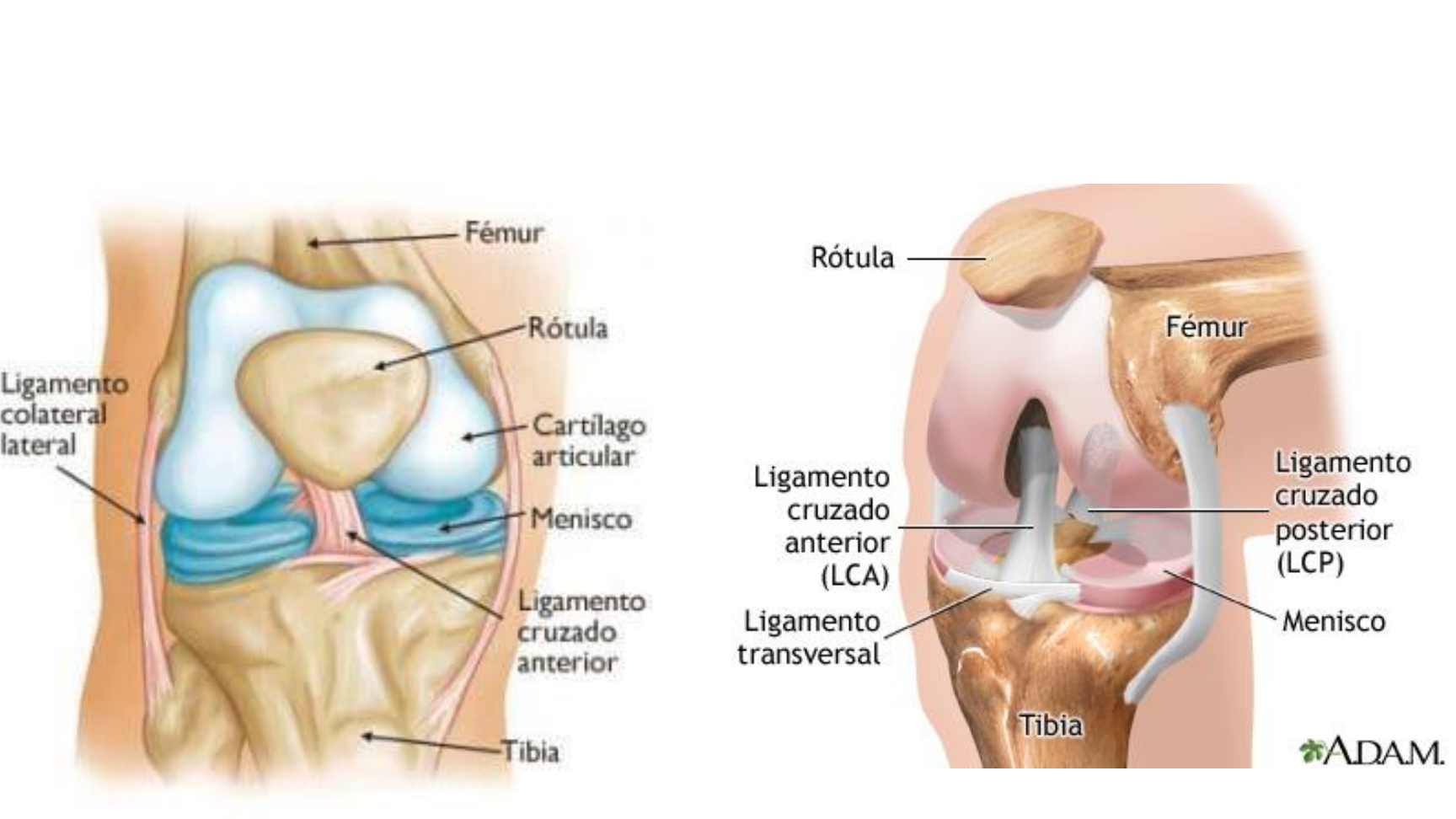 trauma y ortopedia orthoplaya